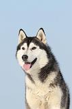 SIBERIAN HUSKY 220